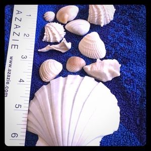 Learning about Seashells Collection Ready to Share